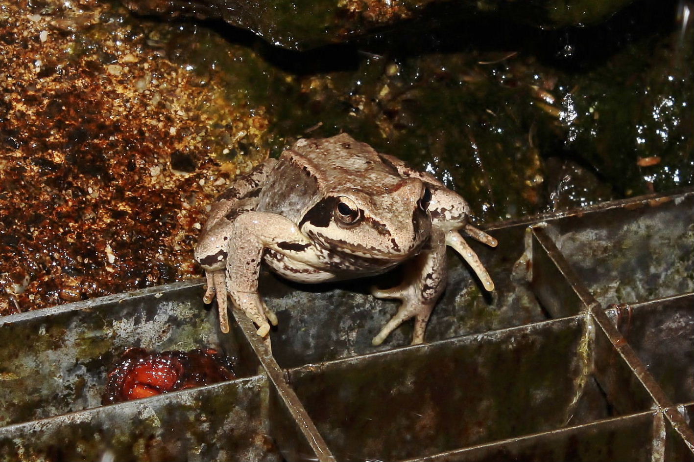 Rana dalmatina ?? - Rana temporaria